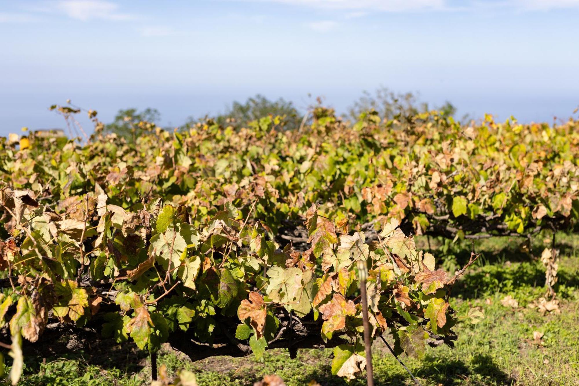 Ek Las Vistas Finca El Milagro La Orotava Zewnętrze zdjęcie