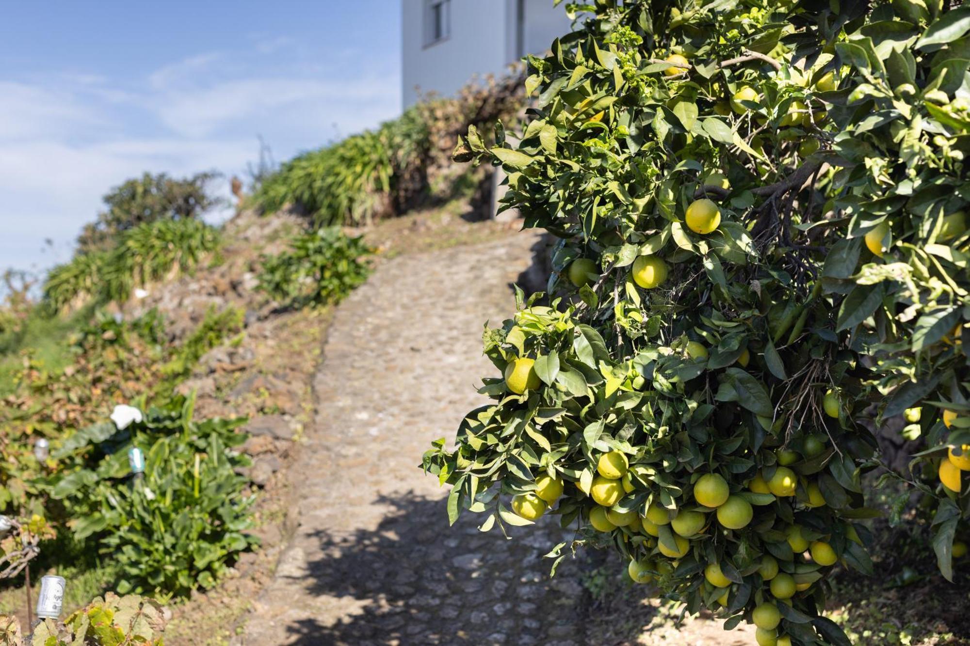 Ek Las Vistas Finca El Milagro La Orotava Zewnętrze zdjęcie